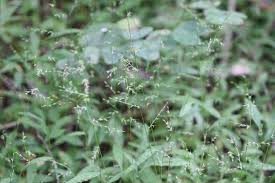 Image result for Oplismenus compositus