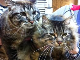 Check spelling or type a new query. Airvets Is A Pet Travel Specialist That Provides Professional Pet Relocation Shipping And Transport Services In The United Pet Shipping Pet Movers Pet Travel