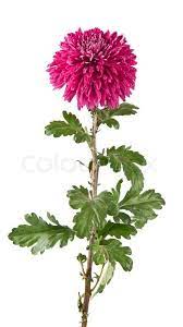 Magenta Chrysanthemum Isolated Stock Photo Colourbox Chrysanthemum Pink Flowers Flower Beauty