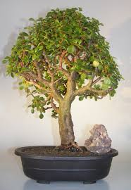 We supply the trees either in bags or as transplants. Baby Jade Bonsai Tree Portulacaria Afra