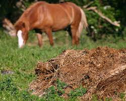 Maybe you would like to learn more about one of these? Horse Manure Definition And Synonyms Of Horse Manure In The English Dictionary