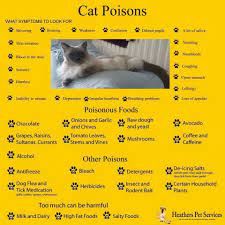Pin By Anndy Medina On Animals The Sweetest And Purest Souls Crazy Cat Man Upset Stomach Breathing Problems