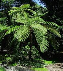 Image result for Cyathea thomsonii
