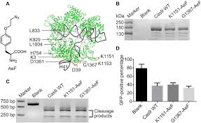 Post translational modifications can be defined as: Improving The Efficiency Of Precise Genome Editing With Site Specific Cas9 Oligonucleotide Conjugates Science Advances