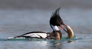 Black Bird With Orange Belly Michigan Peter Chromik Photos Of Wild Bird Trust Wild Birds Birds Beautiful Birds