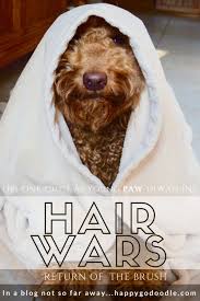 Intro To Lick Erature Funny Parodies By A Happy Dog Dog Puns Goldendoodle Happy Dogs