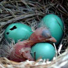 I M Pooped By Kelly Cavanaugh Pet Birds Baby Bird Beautiful Birds