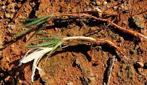 Image result for Babiana bainesii