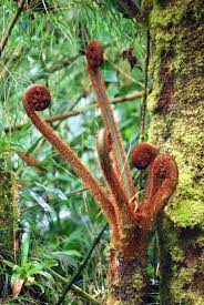 Monkey Tail Fern Rain Forest Costa Rica Cant Wait To See These Growing After Being In The Floral Business Will Be So Cool Rainforest Tropical Plants Forest