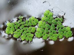 Image result for Azolla pinnata