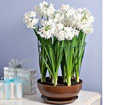 Forcing Paperwhites For Christmas Paper White Narcissus Bulbs Paperwhites Planting Bulbs