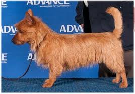 We did not find results for: Australian Terrier Breeders Australia Australian Terrier Info Puppies