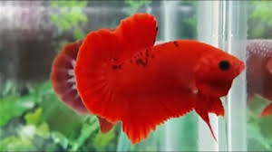 Editor:arie siffa chanel ikan cupang hellboy super grade a ini masih menduduki harga tinggi pasalnya harga cupang jenis ini masih pasaran harga 100 rb. 10 Ikan Cupang Hias Yang Sedang Hits Mahal 2019 Aquaama