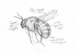 Pin On Bees
