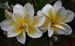 Bali Whirl Collection The World First Double In Every Flower Plumeria Plumeria Hawaiian Gardens Frangipani