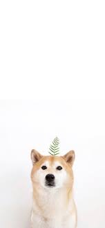 Pin By Nicole Andrea Gene On Dog Phone Wallpapers Cute Dogs Pets Dog Lovers
