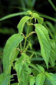Image result for Boehmeria macrophylla