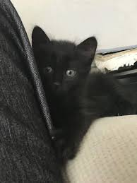 bir yavru kedi ne zaman anneden ayrilmali ajanimo