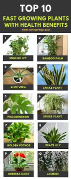Top 10 Easy To Grow Plants With Great Health Benefits Top Inspired Plants Growing Plants Fast Growing Plants