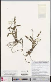 Image result for Polystachya adansoniae