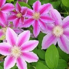 Pepiniere Travers Clematis Docteur Ruppel Cl Matite Docteur Ruppel Detail De La Grimpante Beautiful Flowers Clematis Flower Garden