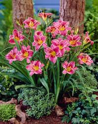 Maybe you would like to learn more about one of these? 2 Count Daylily Little Missy Bulbs L2160 In The Plant Bulbs Department At Lowes Com