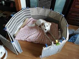 老犬ぶーやんの介護日記