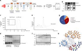 A Signaling Hub Of Insulin Receptor Dystrophin Glycoprotein Complex And Plakoglobin Regulates Muscle Size Nature Communications
