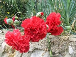 Image result for kırmızı karanfıl ve lavanta