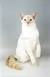 Ragdoll Flame Point Siamese Long Hair