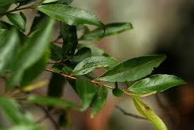 Image result for Aphloia theiformis