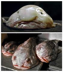 The sun) berkat kemenangannya di kontes sebagai lelaki terjelek di uganda, godfrey baguma menjadi viral dan terkenal bahkan sampai ke luar negeri. Mengenal Blobfish Ikan Terjelek Di Dunia Yang Punya Hidung Seperti Manusia Kumparan Com