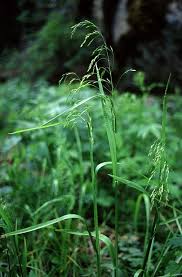 Image result for Poa binata