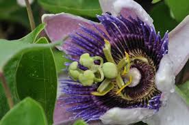 Would you like some free plants to fill up your flower planters? How To Grow And Care For Passion Flowers Dummer Garden Manage Gfinger Es La App De Jardineria Mas Profesional