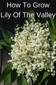 Place the rhizome with the pip (pointed bud) in the planting hole about ½ inch below soil level. How To Grow Lily Of The Valley