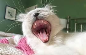 It will also promote healthy gums and reduce halitosis (bad breath). Reasons My Cat Is Losing Teeth Lovetoknow