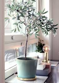 Wohnung Einrichten Tipps 50 Einrichtungsideen Und Fotobeispiele Pflanzen Fur Innen Zimmerpflanzen Olivenbaumchen