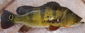 Cichla cinsini kapsayan peacock bass grubunun popüler üyelerinden biridir. Peacock Bass