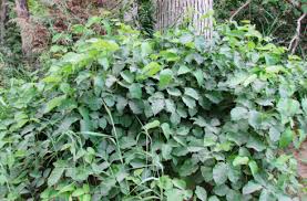If your child develops scabies, everyone in your household will need treatment. Poison Ivy Humans Fear It Birds Eat It Oakland County Blog
