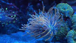 Aussie metallic green torch from $104.99. New York Knicks Torch Youtube