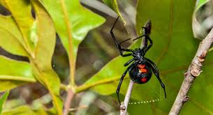 There isn't a discernible pattern at first glance. Bolivian Boys Provoke Black Widow Spider To Bite Them To Get Superpowers