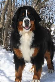 Bernese Mountain Dog Weight Goldenacresdogs Com