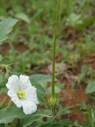 Image result for Monsonia glauca