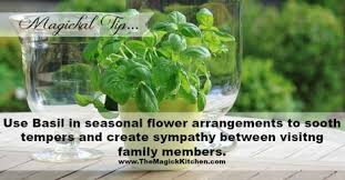 Magickal Aspects of Basil