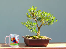 Submitted 2 years ago by teekayzaustralia, zn 10, 6yrs+ and still clueless, 10 trees. Bonsai Manipur Shohin Size Buxus Harlandii Bonsai Facebook