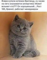 mat vernulas s roditel funny cats and dogs cute cats and kittens funny dogs