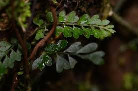 Image result for Asplenium smedsii