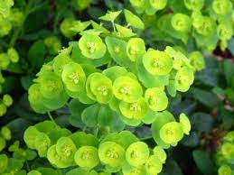 Bring Green In Your Living Space Www Coolgarden Me Plants Euphorbia Flower Euphorbia