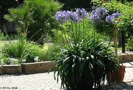 Dipladénia en pot pour balcon et terrasse. Arbustes Qui Fleurissent En Bleu Pendant L Ete