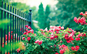 Most beautiful full hd rose background wallpapers collection for desktop, laptop, mobile phone, tablet and other devices. Red Rose Flowers Iron Fence Wallpaper Flowers Wallpaper Better